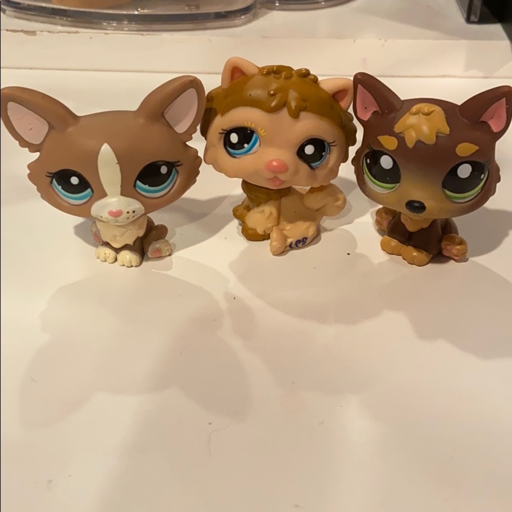 5 dog LPS.